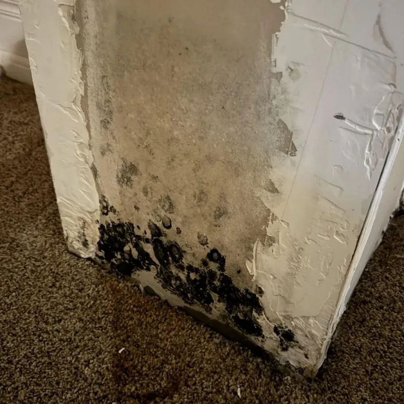 Professional Mold Removal in Buellton, CA